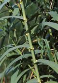 Arundo donax